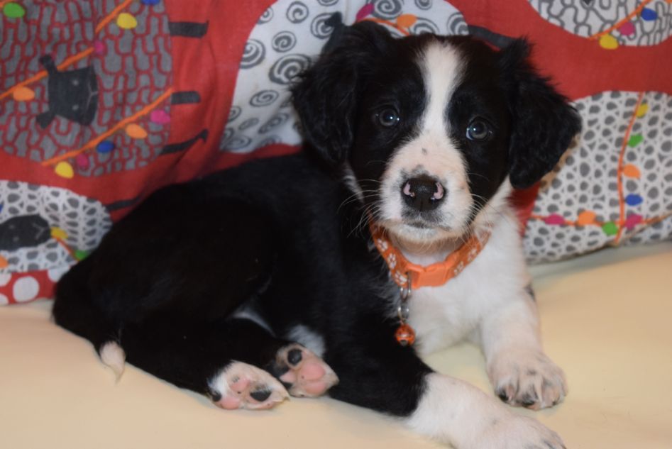 Border collie springer spaniel best sale mix puppies for sale