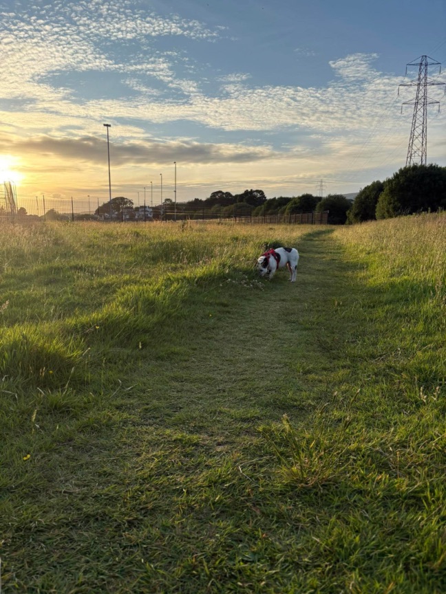 Image 15