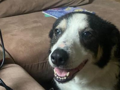 Pet thumbnail
