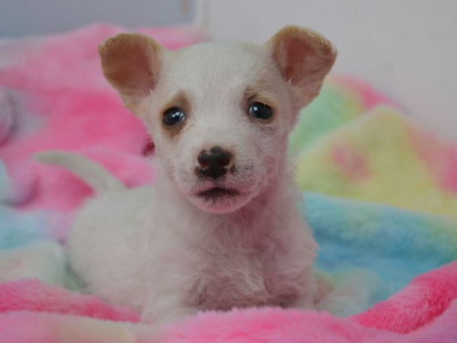 Pet thumbnail