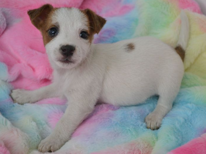 Pet thumbnail
