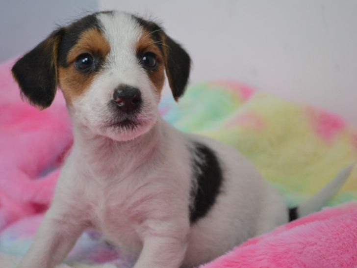 Pet thumbnail