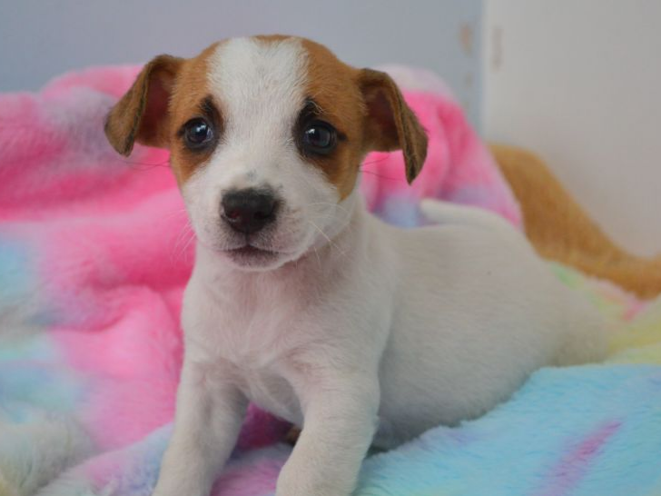 Pet thumbnail