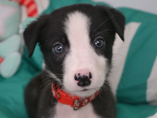 Pet thumbnail