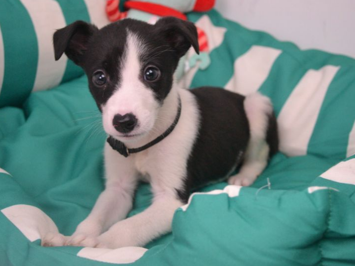 Pet thumbnail