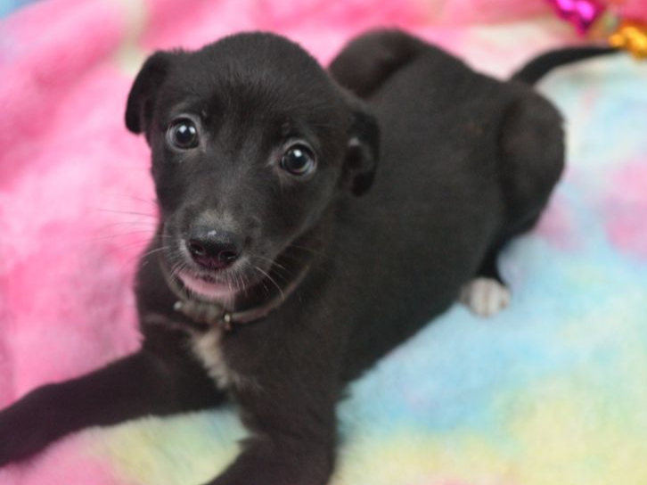 Pet thumbnail