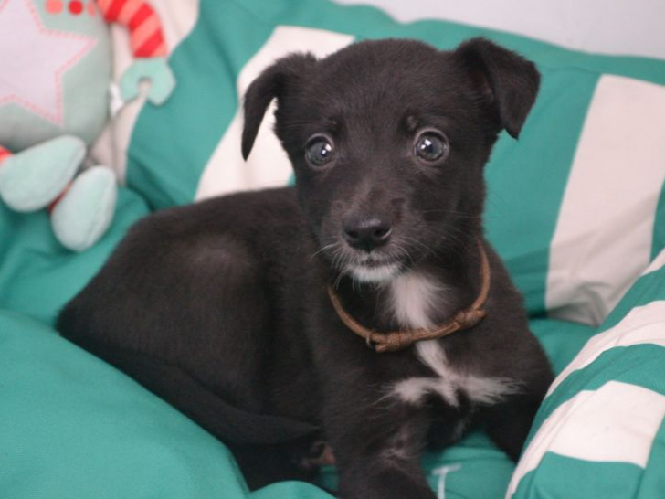 Pet thumbnail
