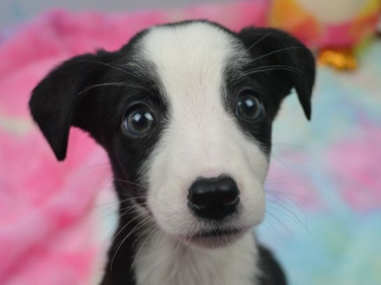 Pet thumbnail