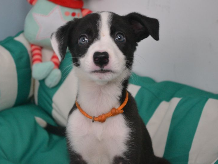 Pet thumbnail