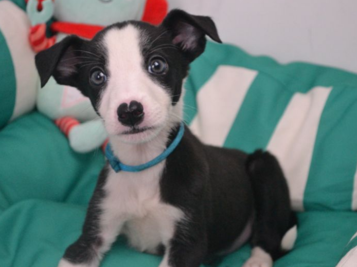 Pet thumbnail