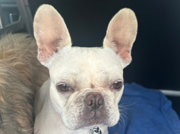 Pet thumbnail