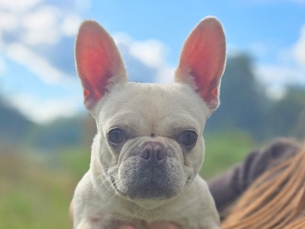 Pet thumbnail