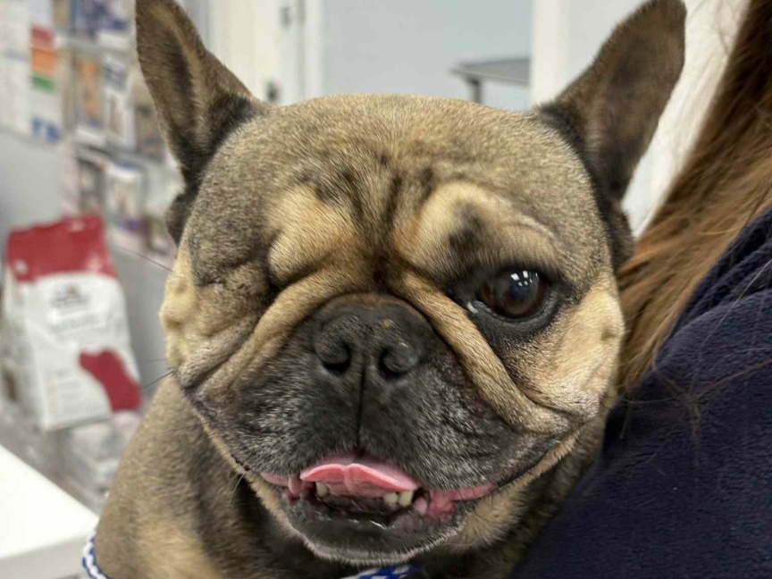 Pet thumbnail