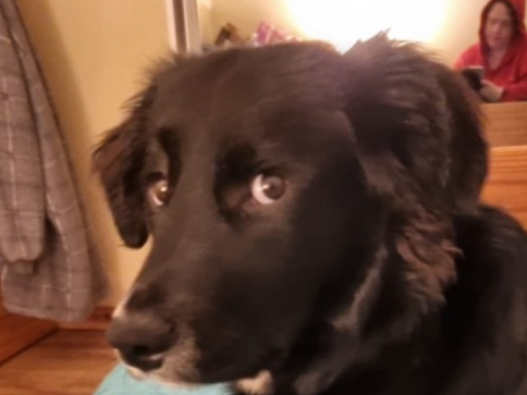 Pet thumbnail