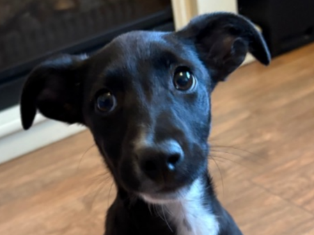 Pet thumbnail