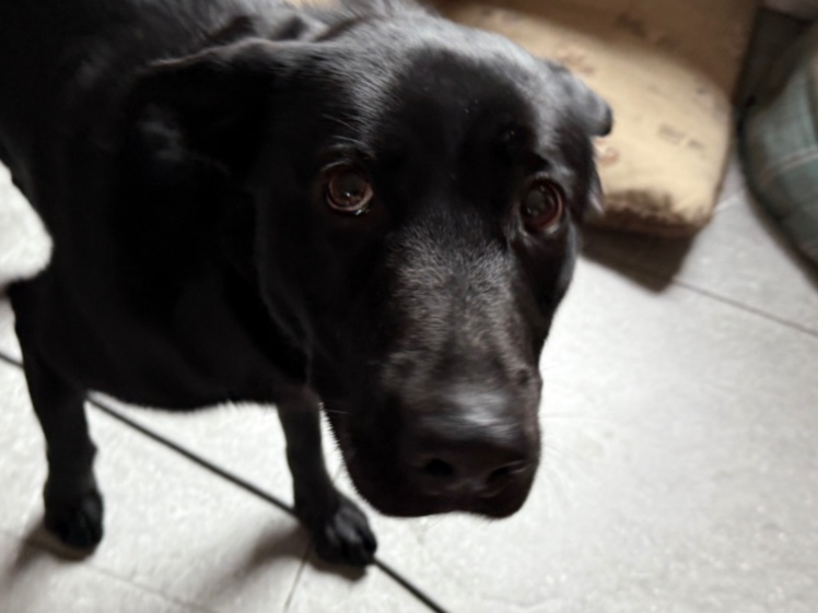 Pet thumbnail
