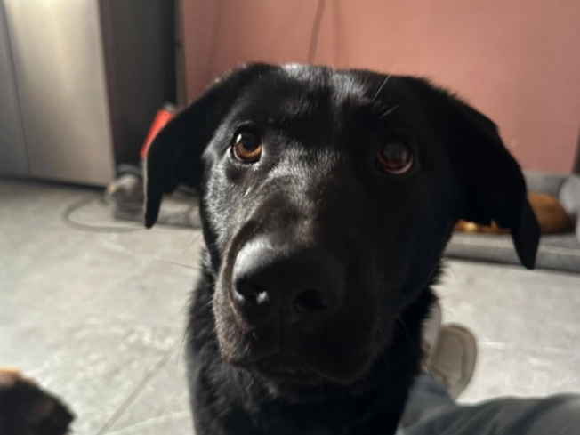Pet thumbnail
