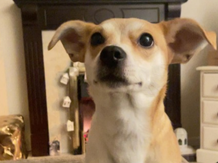 Pet thumbnail