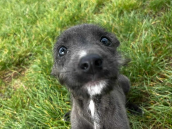 Pet thumbnail
