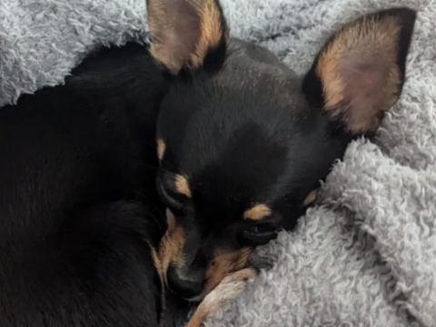 Pet thumbnail