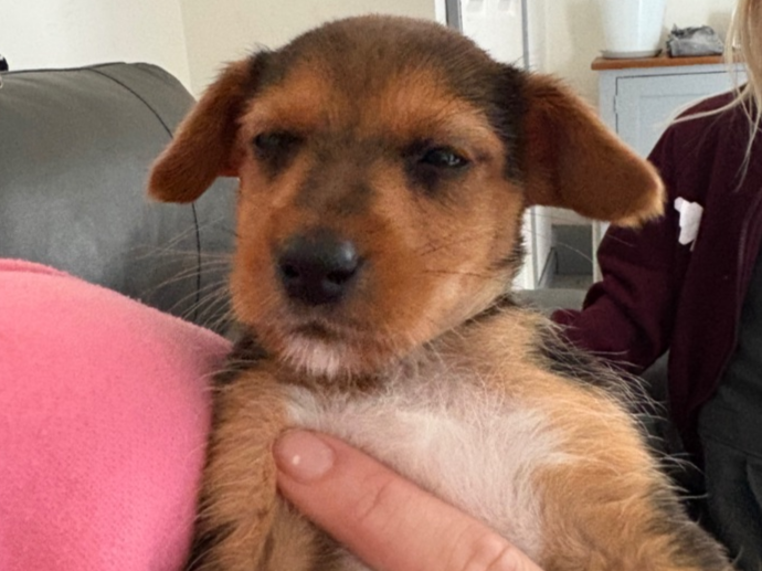 Pet thumbnail