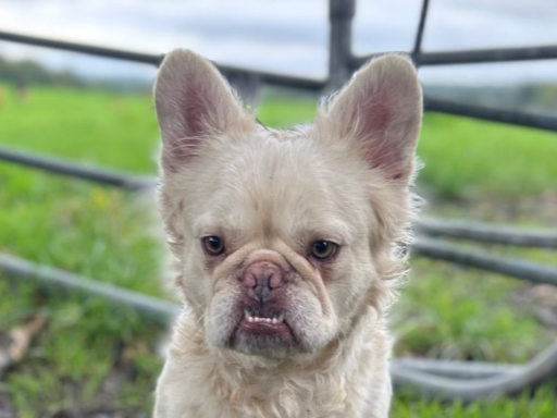 Pet thumbnail