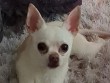 Pet thumbnail