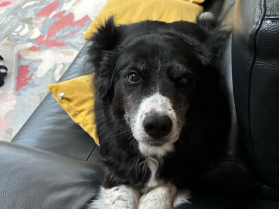 Pet thumbnail