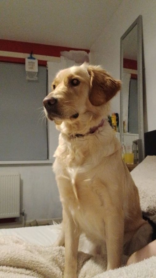 Tessie, a 1 year old female Golden Retriever available for adoption from Paws and People in Northern Ireland